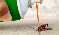 Protect Your Home and Family from Nasty Bugs with Pest Control Greenleigh