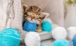 10 Steps to Keep Your New Kitten Happy and Healthy