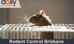 5 Reasons to Hire a Professional Pest Control Company in Brisbane