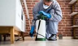 Effective Ways to Eliminate Pests at Home with Pest Control Dunlop