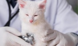 Why It Is Important To Get My Cats Vaccinated?