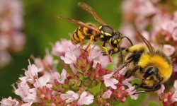 Buzz Off! How to Keep Wasps Away from Your Brisbane Property