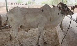 How To Buy A Cow From Cow Mandi In Pakistan?