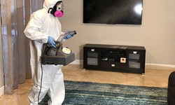 Uncovering the Danger of Toxic Mold: How to Identify Its Presence?