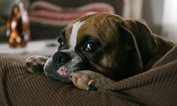 Steps to qualify for an Emotional Support Animal Letter for housing