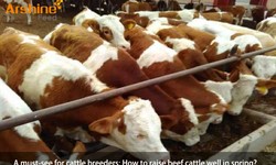 A must-see for cattle breeders: How to raise beef cattle well in spring?