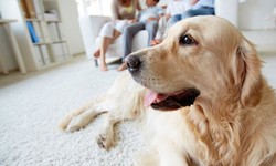 Discover the Unexpected Advantages of Hiring a Professional Pet Odor Removal Service