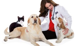 What Insurance Should a Veterinarian Have?
