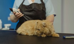 How frequently should you have your pet groomed?