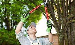 Tree Maintenance: When is it Necessary and How to Do it Safely - A Guide for Homeowners