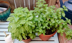 The Top 10 Herbal Plants to Use for Your Herb Garden