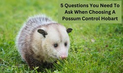 5 Questions You Need to Ask When Choosing a Possum Control Hobart