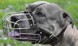 How to find a best dog muzzle?