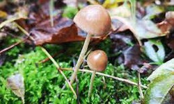 Growing Psilocybin Mushroom Spores in Your Backyard