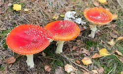 The Role of Amanita Muscaria Mushroom in Traditional Medicine Practices