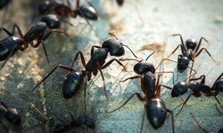 Know How to Identify an Ant Infestation In Your Yard