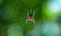 How Spider Control Services Can Protect Your Home and Health