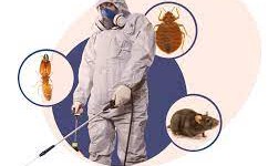 How to do Pest Control In Lahore In 2023