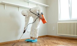 DIY Termite Control: Tips and Tricks for Effective Treatment in California