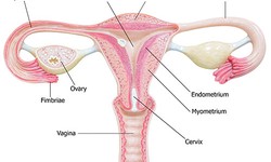 Understanding the Importance of Women's Urology