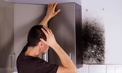 All You Need to Know About Mold Remediation Services
