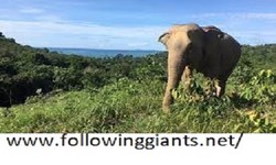 best Elephant Sanctuary
