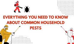Everything You Need to Know About Common Household Pests
