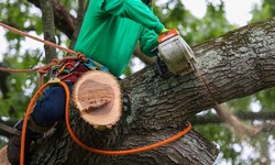 Tree Work Company: How to Choose the Right One?