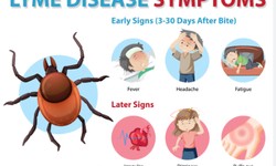 Understanding Lyme Disease Treatment Options