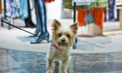The Ethics of Puppy Boutiques: Balancing Business and Animal Welfare