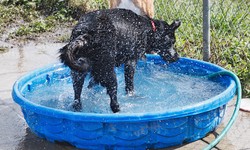 Cool Down in Style: The Top Features to Look for in a Large Dog Pool