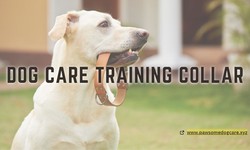 dog care dog training collar
