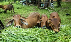Understanding the Importance of Proper Cattle Food: Nutrition is Key