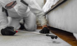 Bed Bugs Infestations on the Rise: Protect Your Home Today