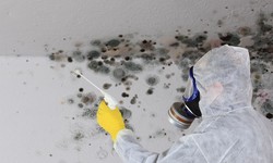 All You Need to Know About Mold Cleaning Companies
