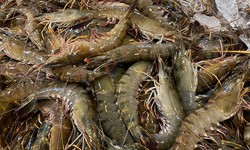 What Are the Different Types of Fresh Prawns Available in Singapore?