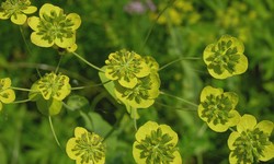 Bupleurum Uses, Benefits & Dosage