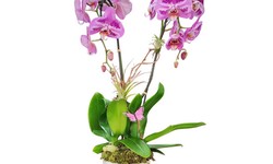 Incorporate Orchids into Your Mother's Day Celebration: From Decorations to Gifts