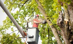 Belfast Tree Surgeons - The Experts in Tree Care and Maintenance