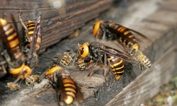The Dangers of DIY Wasp Removal: Why You Should Leave It to the Professionals