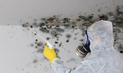 Mildew Removal In Greenville: What You Need To Know