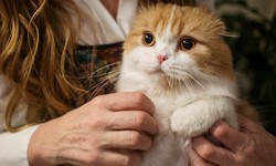 What are the benefits of Emotional Support Animal in Texas?