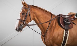 Understanding The Importance Of Horse Tack -  Vision Saddlery