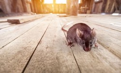 From Infestation to Elimination: How Mice Control Services Ensure Pest-Free Living