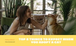 Top 8 Things to Expect When You Adopt a Cat