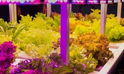 The 6 Best Grow Lights For Optimal Vegetative Growth In 2023