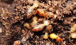 Effective Termite Services Tampa | Protect Your Property from Termites