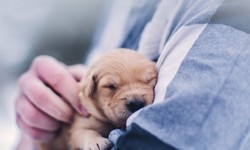 Tips for Finding Healthy Puppies for Sale