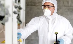Mold Inspections 101: Choosing the Right Company for the Job