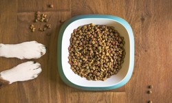 The Importance of a Slow Transition to New Dog Food